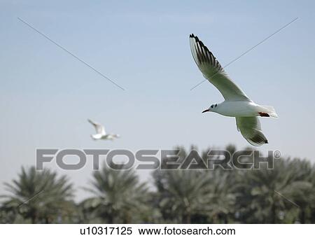seagull, bird, beach, water, sea View Large Photo Image Stock Photography - seagull, bird, beach, water, sea. Fotosearch