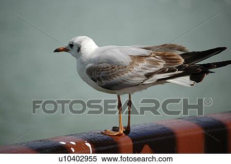 seagull, bird, beach, water, sea View Large Photo Image Stock Photography - seagull, bird, beach, water, sea. Fotosearch