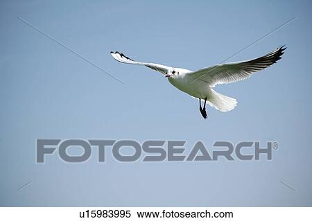 Stock Photography - seagull, bird, beach, water, sea. Fotosearch