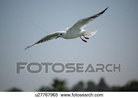 Stock Photography - seagull, bird, beach, water, sea. Fotosearch
