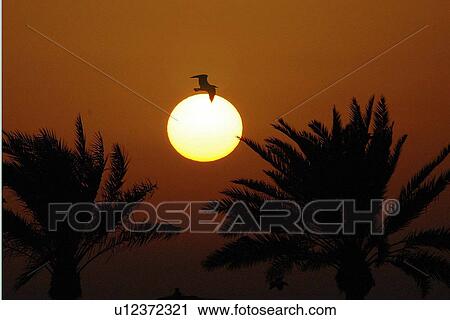 Stock Image - sunset, sunrise, palm, bird. Fotosearch