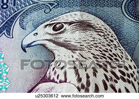 falcon, bird, macro, money, cash, print, head View Large Photo Image Stock Image - falcon, bird, macro, money, cash, print, head. Fotosearch