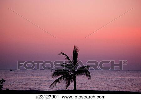 Stock Image - sunset, sunrise, abu, dhabi, palm, red, sky. Fotosearch