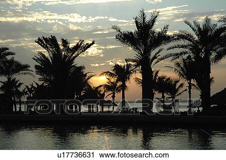 sunset, sunrise, palm, beach View Large Photo Image Stock Image - sunset, sunrise, palm, beach. Fotosearch