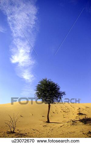 Country, tree, artistic, UAE, Arabic View Large Photo Image Stock Image - Country, tree, artistic, UAE, Arabic. Fotosearch