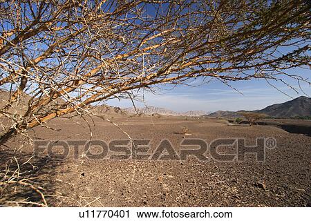 Stock Image - dry, tree, desert, UAE, dubai, emirates. Fotosearch