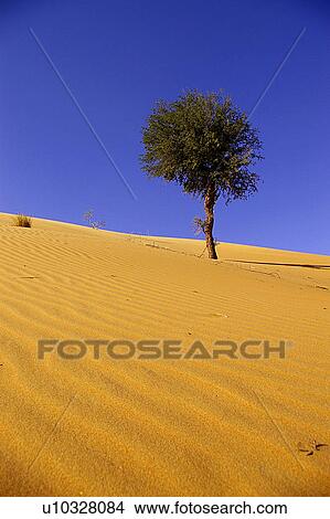 Picture - tree, Country, simple, artistic, UAE, Arabic. Fotosearch