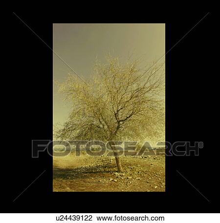 tree, desert, UAE, Dubai View Large Photo Image Stock Image - tree, desert, UAE, Dubai. Fotosearch