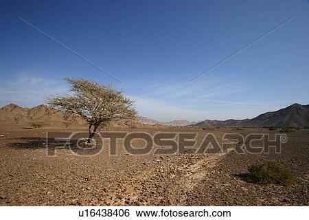 Stock Photograph - uae, dubai, desert, sand, sky, scene, emirates. Fotosearch