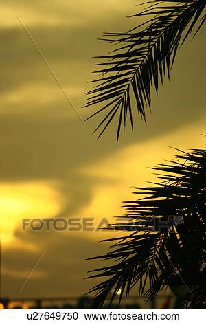dubai, beach, sunset, sunrise, palm View Large Photo Image Stock Image - dubai, beach, sunset, sunrise, palm. Fotosearch