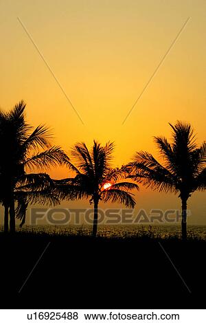Stock Photo - dubai, sunset, sunrise, palm, beach. Fotosearch