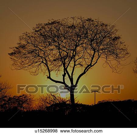 Stock Photo - dubai, sunset, sunrise, tree. Fotosearch