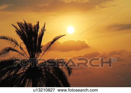 palm, tree, sun, sky View Large Photo Image Stock Photo - palm, tree, sun, sky. Fotosearch