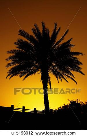 Stock Image - silhouette, tree, art, artistic, sunset, sunrise, colourful. Fotosearch