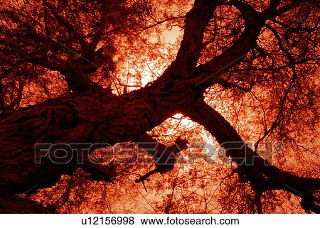 silhouette, tree, art, artistic, sunset, sunrise, colourful View Large Photo Image Stock Photo - silhouette, tree, art, artistic, sunset, sunrise, colourful. Fotosearch