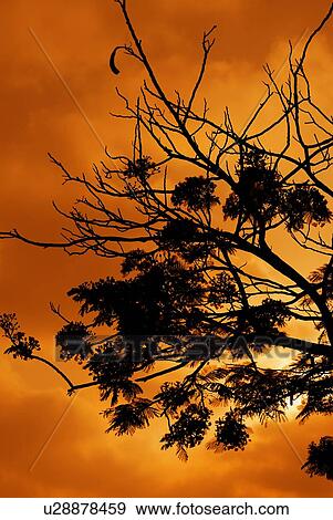 silhouette, tree, art, artistic, sunset, sunrise, colourful View Large Photo Image Stock Photo - silhouette, tree, art, artistic, sunset, sunrise, colourful. Fotosearch