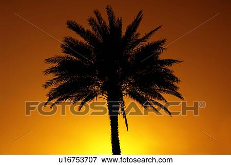 silhouette, tree, sunset, sunrise, palm View Large Photo Image Stock Photo - silhouette, tree, sunset, sunrise, palm. Fotosearch