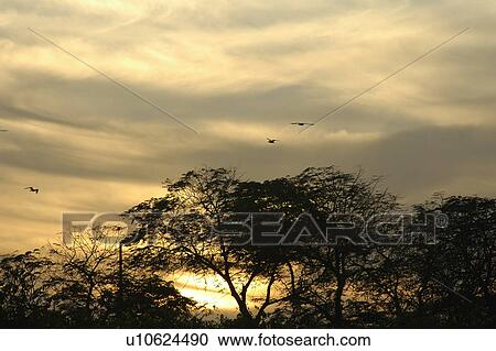 Stock Image - sunset, sunrise, trees, forest, desert. Fotosearch