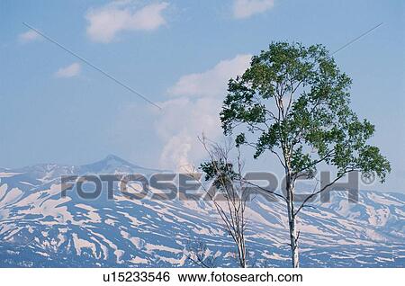 Tree Near Mountains View Large Photo Image Stock Photograph - Tree Near Mountains. Fotosearch