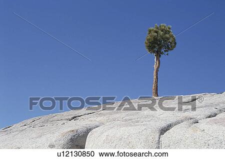 Tree On Rocks View Large Photo Image Stock Image - Tree On Rocks. Fotosearch
