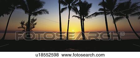 Beach and palm trees at dusk View Large Photo Image Stock Photo - Beach and palm trees at dusk. Fotosearch