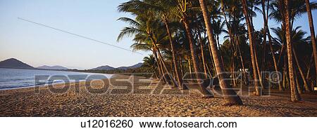 Stock Image - Beach and palm trees. Fotosearch