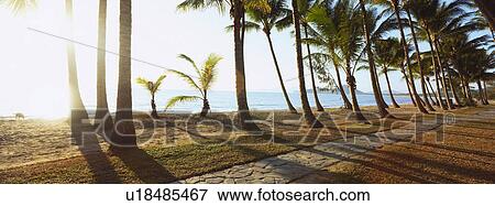 Beach view with path and palm trees View Large Photo Image Stock Photo - Beach view with path and palm trees. Fotosearch