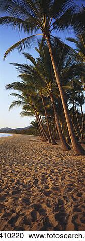 Beach with palm trees View Large Photo Image Stock Image - Beach with palm trees. Fotosearch