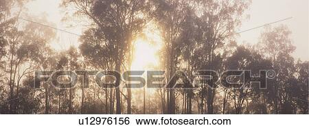 Landscape view of trees in fog View Large Photo Image Stock Photograph - Landscape view of trees in fog. Fotosearch