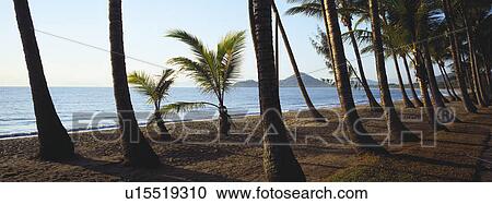 Stock Image - Palm Trees and Beach, Palm Cove, Queensland, Australia.. Fotosearch