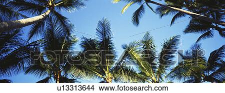 Picture - Palm trees and blue sky. Fotosearch