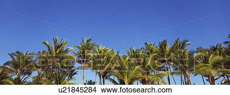 Palm trees and blue sky View Large Photo Image Picture - Palm trees and blue sky. Fotosearch
