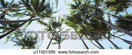 Palm Trees View Large Photo Image Stock Photography - Palm Trees. Fotosearch