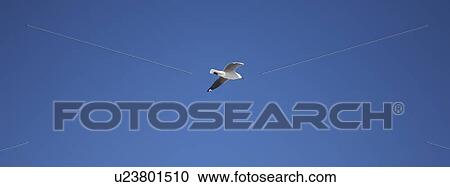 Stock Image - Seagull in blue skies. Fotosearch
