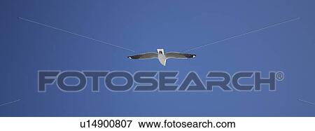 Seagull View Large Photo Image Stock Photo - Seagull. Fotosearch
