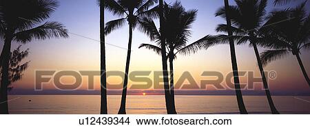 Sunrise and palm trees View Large Photo Image Picture - Sunrise and palm trees. Fotosearch