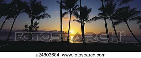Sunrise and palm trees View Large Photo Image Picture - Sunrise and palm trees. Fotosearch