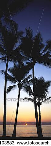 Sunrise and Palm Trees View Large Photo Image Stock Image - Sunrise and Palm Trees. Fotosearch