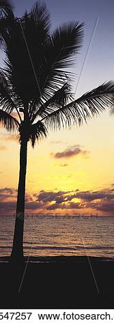 Sunrise and Palm Trees View Large Photo Image Stock Photo - Sunrise and Palm Trees. Fotosearch
