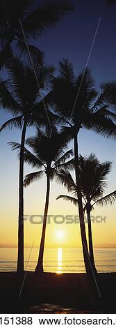 Sunrise and Palm Trees View Large Photo Image Stock Photo - Sunrise and Palm Trees. Fotosearch
