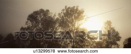 Sunrise and Trees View Large Photo Image Stock Photo - Sunrise and Trees. Fotosearch