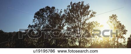 Treetops and blue sky View Large Photo Image Stock Photograph - Treetops and blue sky. Fotosearch