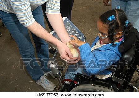 Stock Image - Little girl, utilizing a wheelchair for mobility and a augmentative communication device for communication, holding a baby chick at a petting zoo. Fotosearch