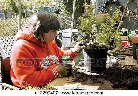 Woman with a disability enjoying her work repotting plants at a garden center. View Large Photo Image Stock Photo - Woman with a disability enjoying her work repotting plants at a garden center.. Fotosearch