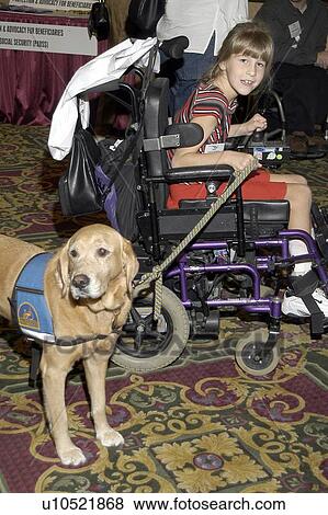 Girl with significant disabilities utilizing a powered chair for mobility and a service dog for assistance. View Large Photo Image Stock Photo - Girl with significant disabilities utilizing a powered chair for mobility and a service dog for assistance.. Fotosearch