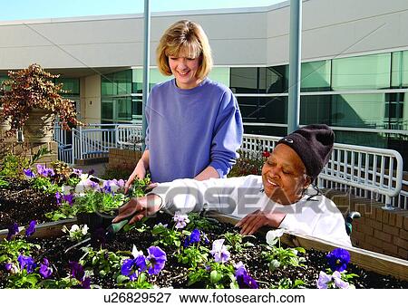 Woman who uses a wheelchair working on a flower garden with a friend. View Large Photo Image Stock Photo - Woman who uses a wheelchair working on a flower garden with a friend.. Fotosearch