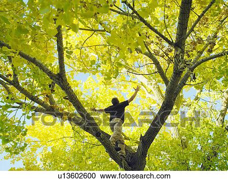 Man climbing on tree, low angle view View Large Photo Image Stock Image - Man climbing on tree, low angle view. Fotosearch