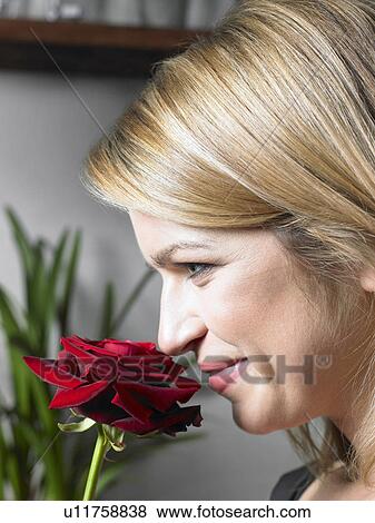 Young woman holding red rose up to nose, smiling, profile View Large Photo Image Stock Photo - Young woman holding red rose up to nose, smiling, profile. Fotosearch