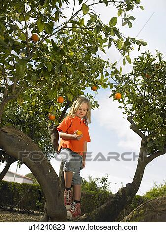 Young girl (5-7) holding an orange whilst sitting in an orange tree, Alicante, Spain, View Large Photo Image Stock Image - Young girl (5-7) holding an orange whilst sitting in an orange tree, Alicante, Spain,. Fotosearch