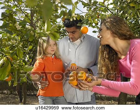 Young girl (5-7) picking oranges with mother and father in orchard, Alicante, Spain, View Large Photo Image Stock Photo - Young girl (5-7) picking oranges with mother and father in orchard, Alicante, Spain,. Fotosearch